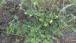 Image of netted globecherry