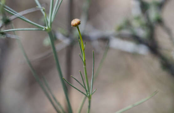 Image de Thelesperma simplicifolium (A. Gray) A. Gray