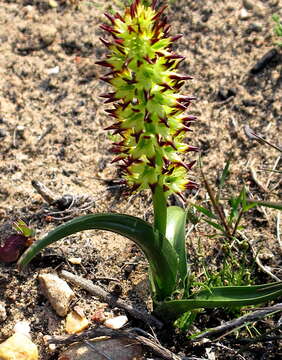 Sivun Wurmbea spicata var. spicata kuva