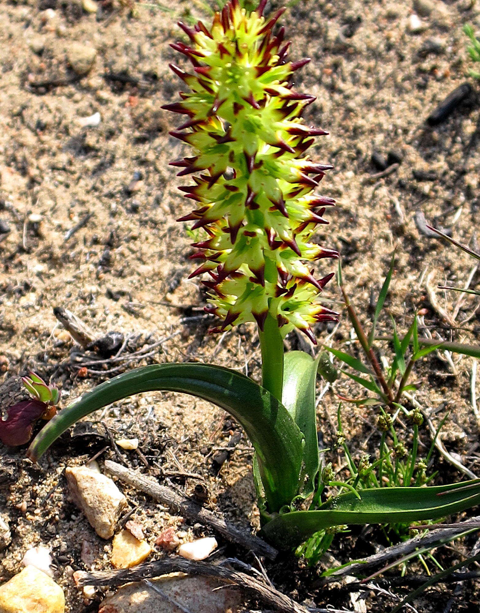 Image of Wurmbea spicata var. spicata