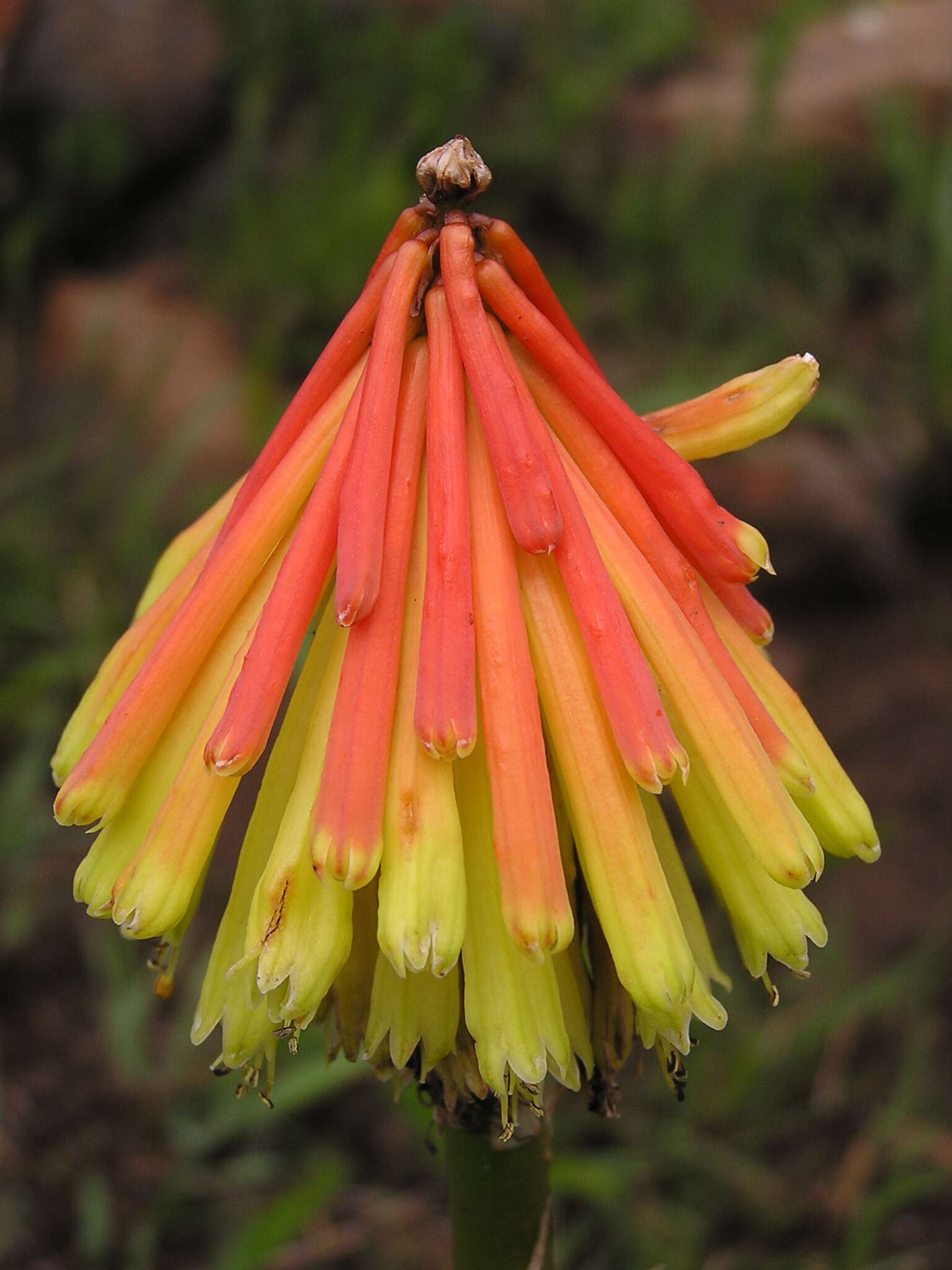 Image of Kniphofia rigidifolia E. A. Bruce