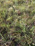 Imagem de Eryngium yuccifolium var. synchaetum Gray ex J. M. Coult. & Rose