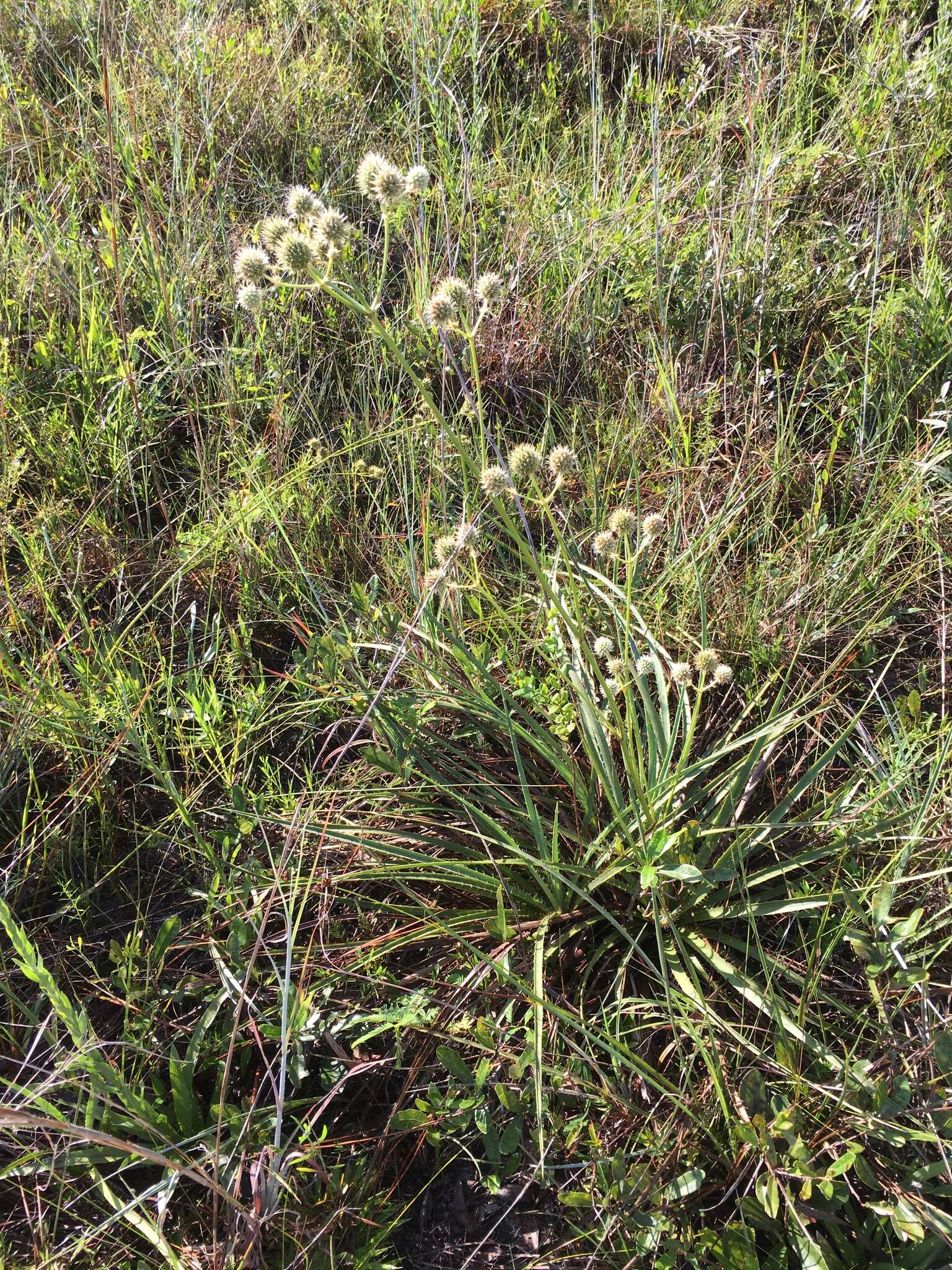 Imagem de Eryngium yuccifolium var. synchaetum Gray ex J. M. Coult. & Rose