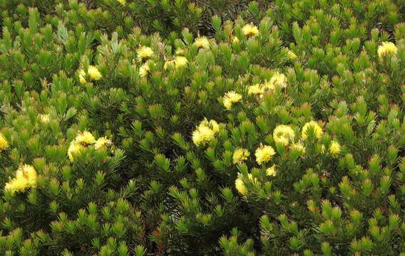 Sivun Callistemon pityoides Miq. kuva