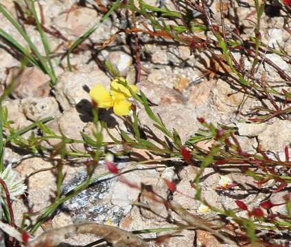 Imagem de Crocanthemum patens (Hemsl.)