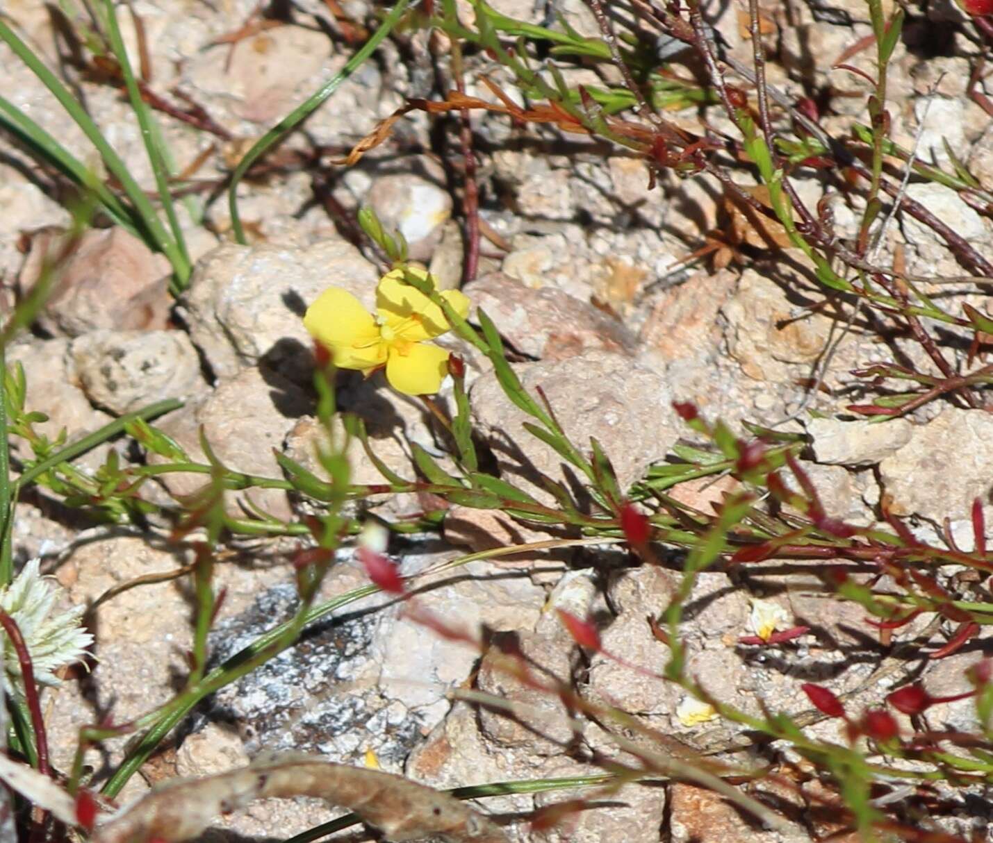 Imagem de Crocanthemum patens (Hemsl.)