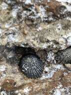 Image of black limpet