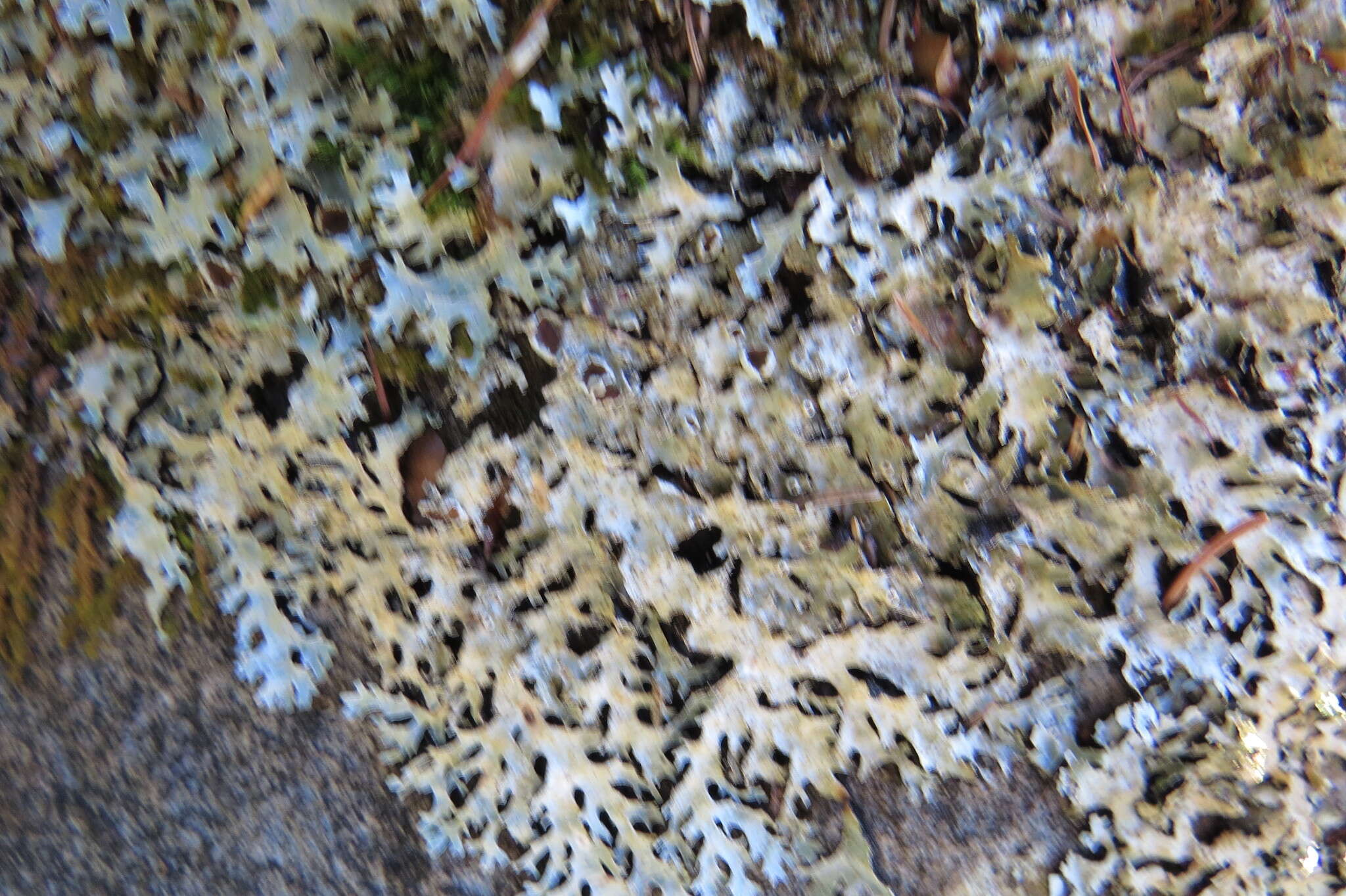 Image of shield lichen