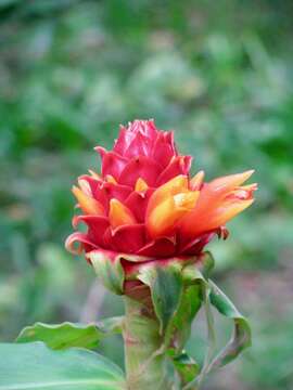 Imagem de Costus montanus Maas