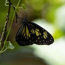 Image of Manado Yellow Tiger