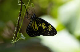 Image of Manado Yellow Tiger