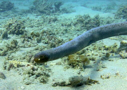 Image of Olive Sea Snakes