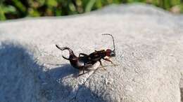 Image of Two-spotted Earwig