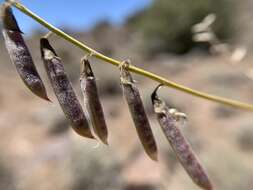 Imagem de Astragalus atratus var. mensanus M. E. Jones