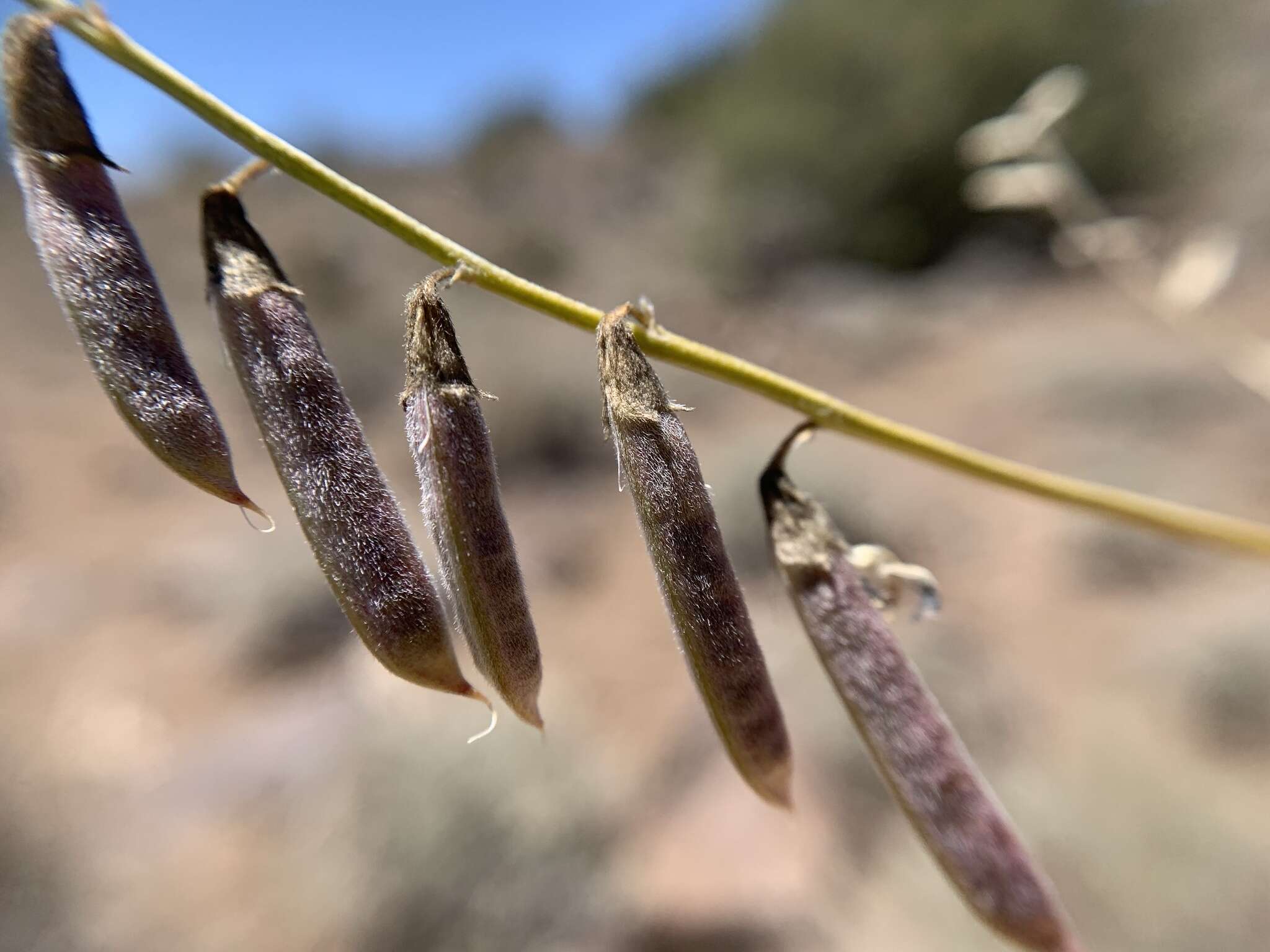 Image of mourning milkvetch