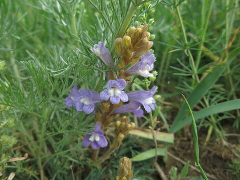 Image of Egyptian broomrape