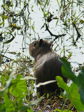 Image of Lesser Capybara