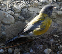 Image of Gray-hooded Sierra-Finch