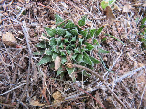 Image de Haworthia marumiana Uitewaal