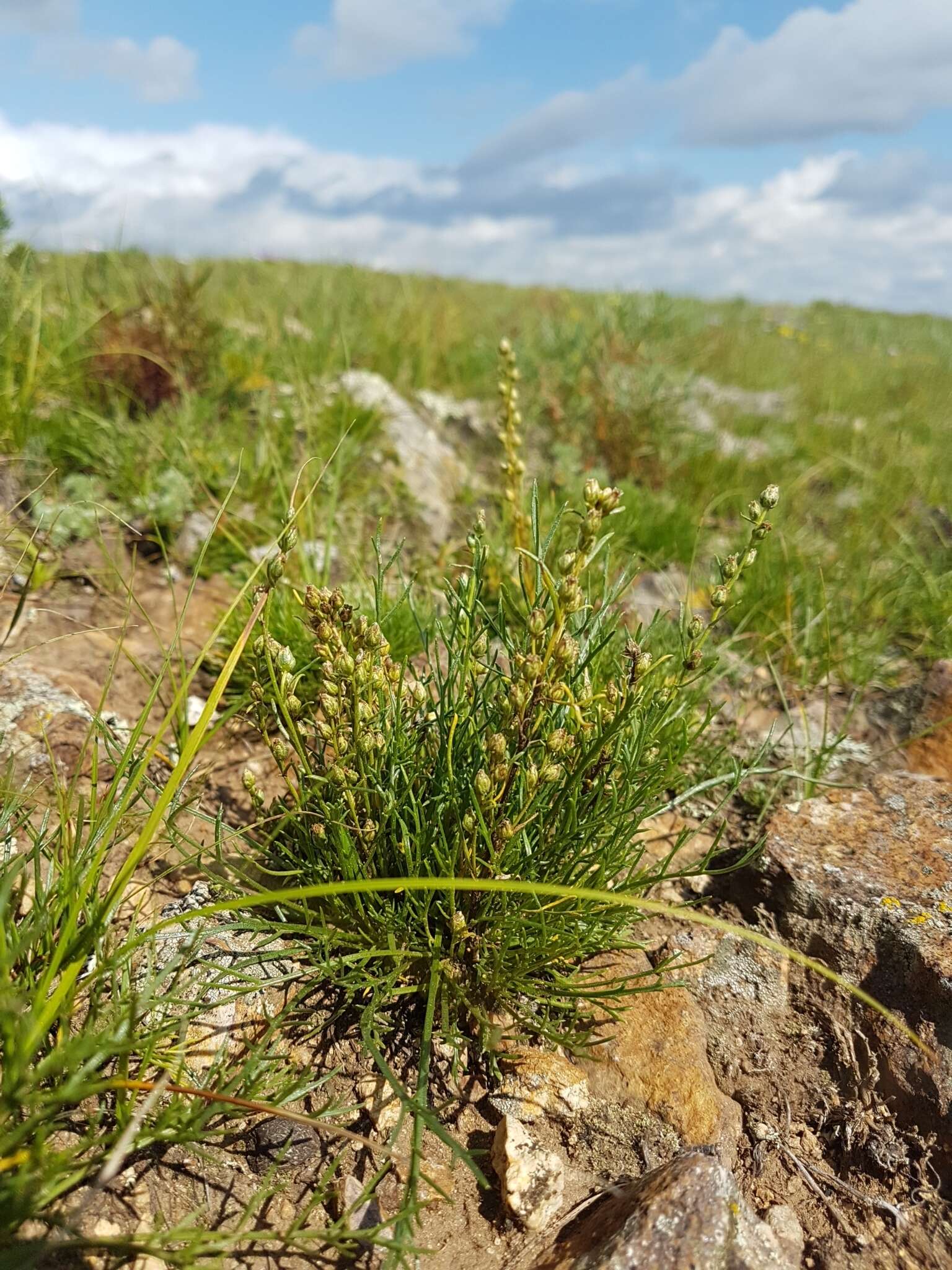 Image de Artemisia pubescens var. monostachya (Bunge ex Maxim.) Y. R. Ling