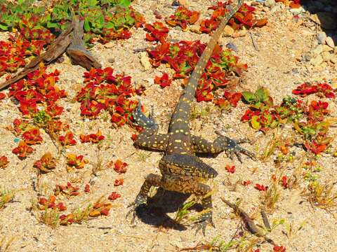 Image of Perentie