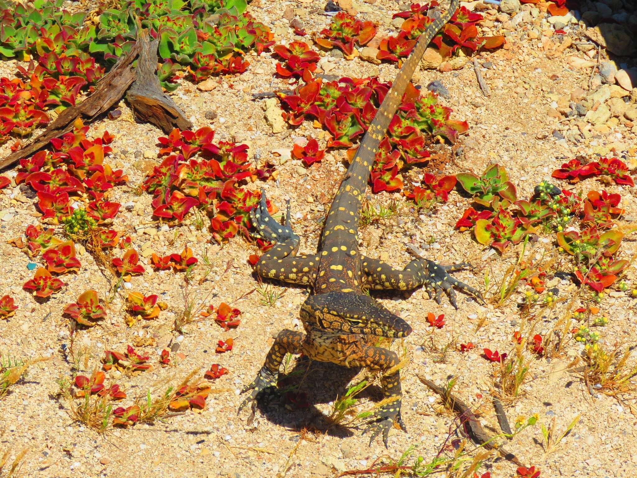 Image of Perentie