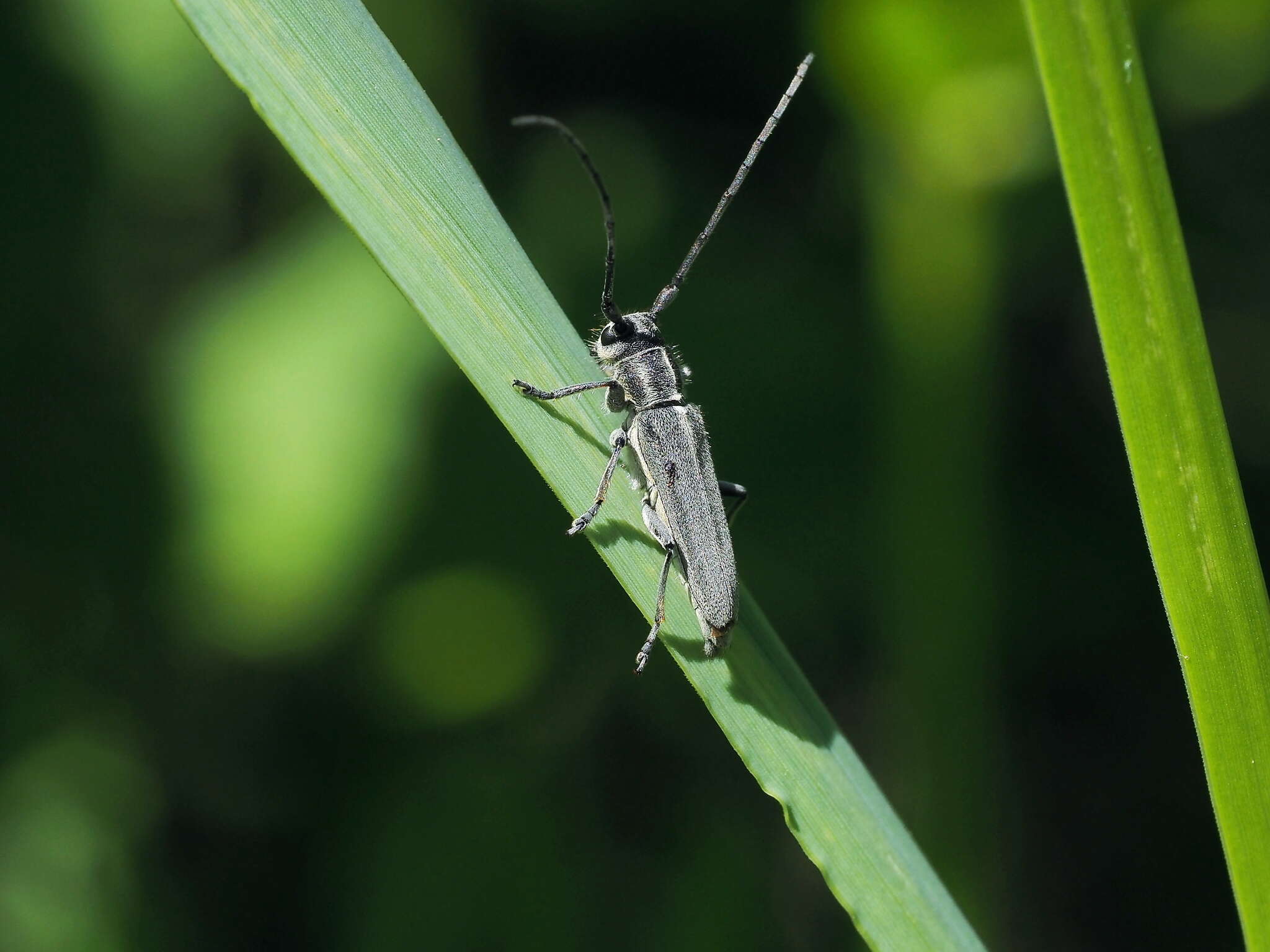 Слика од Phytoecia nigricornis (Fabricius 1782)