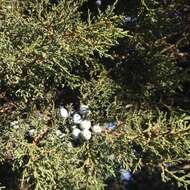 Juniperus deppeana var. deppeana resmi