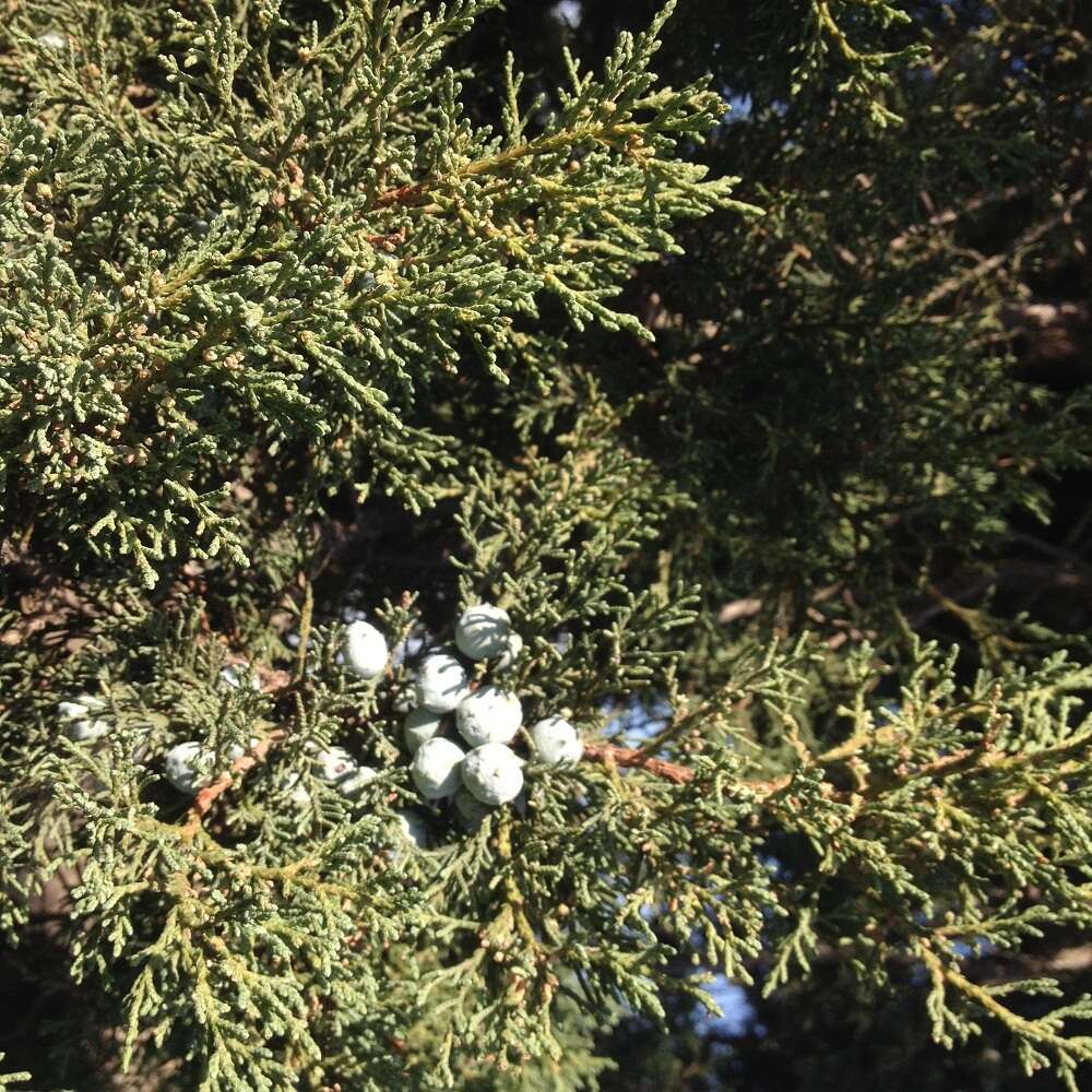 Juniperus deppeana var. deppeana resmi