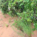 Image de Linaria pinifolia (Poir.) Thell.
