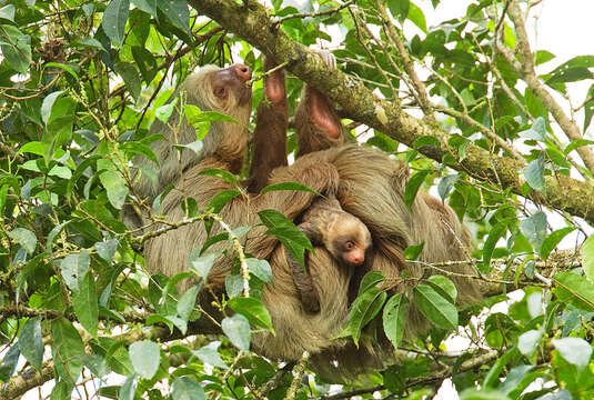 Image of two-toed sloths