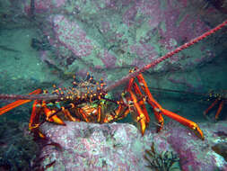 Image of Red Rock Lobster