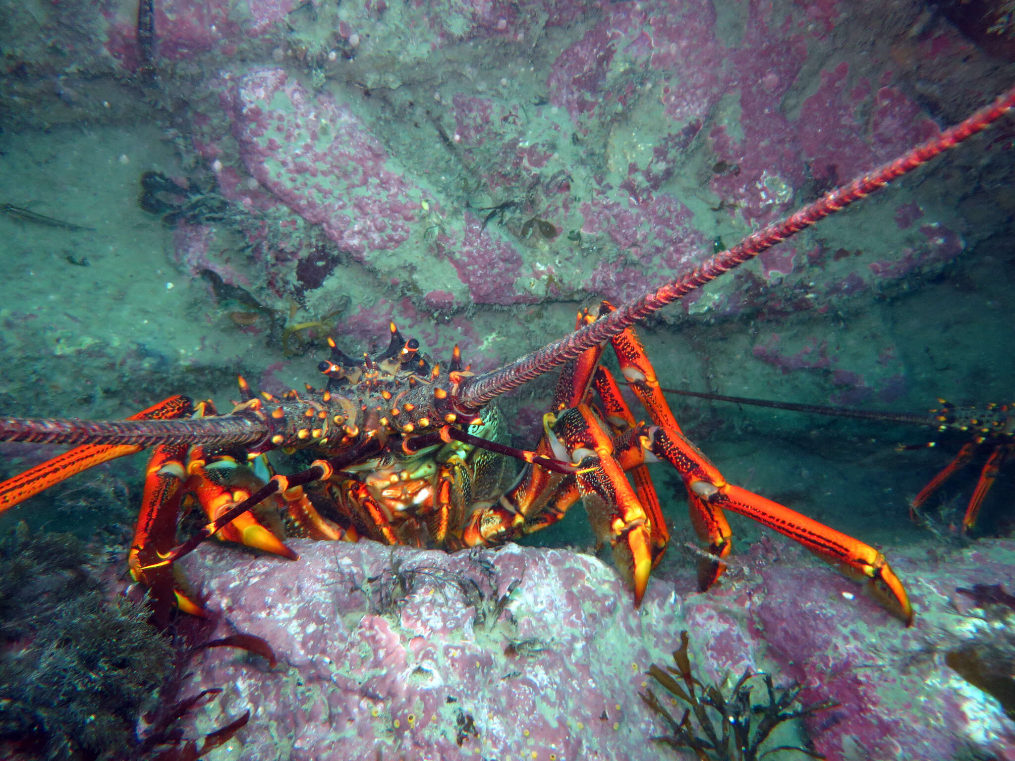 Image of Red Rock Lobster