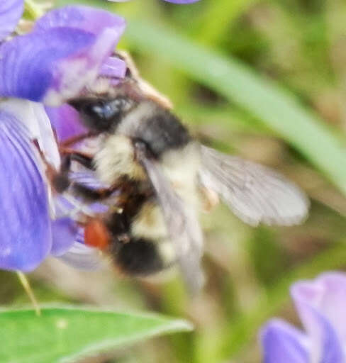 Слика од Bombus mixtus Cresson 1879