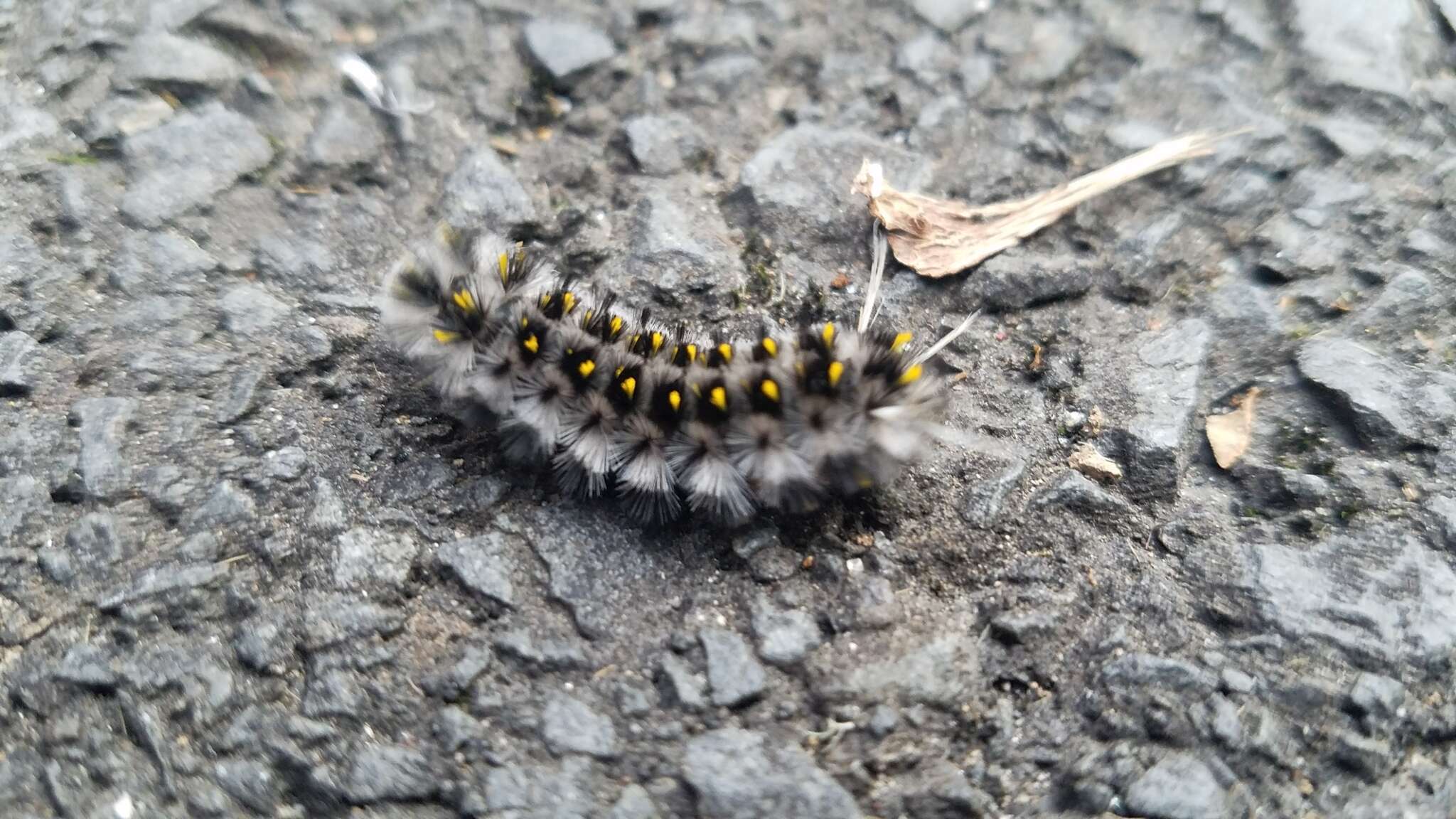 Image of Lophocampa roseata Walker 1866