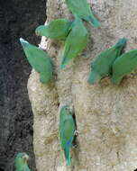 Image of Cobalt-winged Parakeet