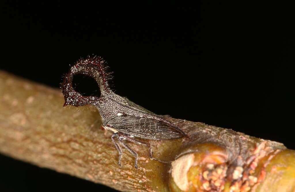 Image of Lubra spinicornis Walker