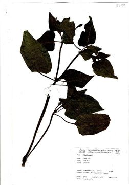 Image of Four o'Clock flower