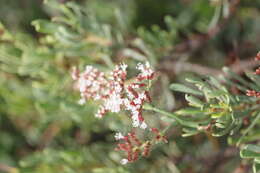 Imagem de Limonium axillare (Forsk.) O. Kuntze