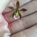 Image of Encyclia spatella (Rchb. fil.) Schltr.