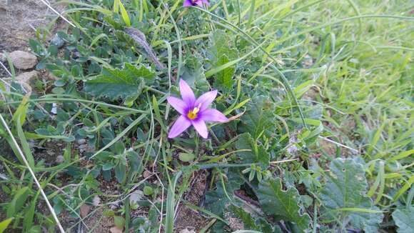 Image of Romulea tempskyana Freyn