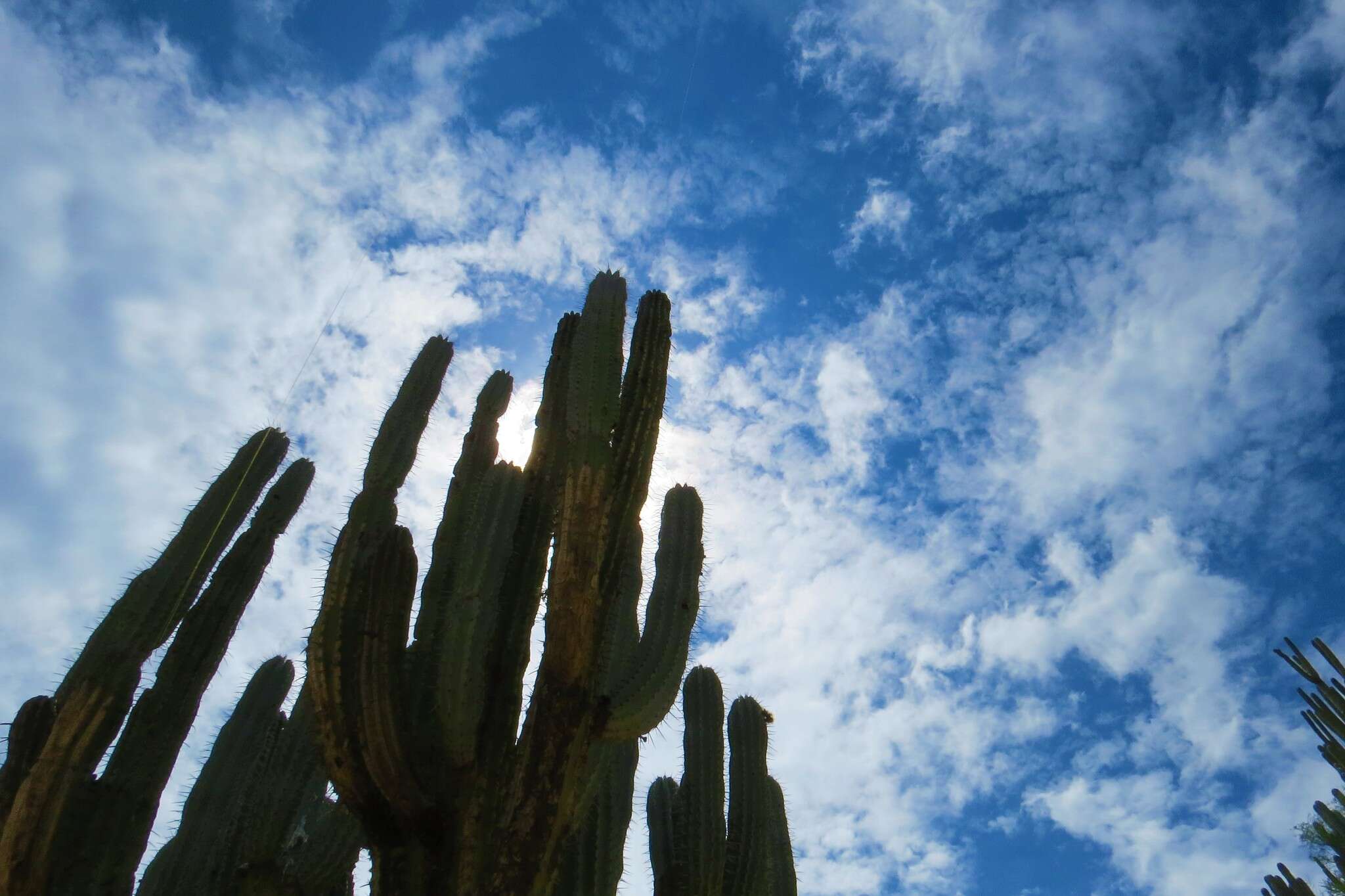 Image of Pachycereus weberi (J. M. Coult.) Backeb.