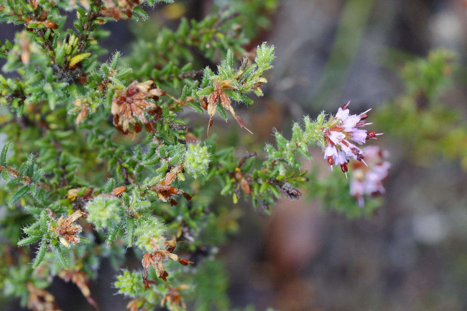 Image of Honey blaeria