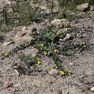 Image of Goodenia hederacea Sm.