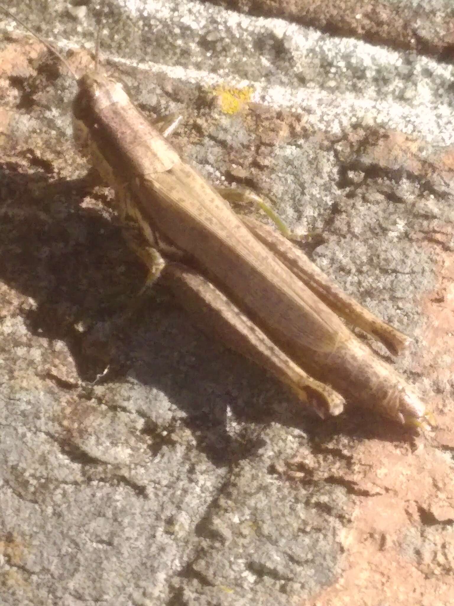 Image of Olive-green Swamp Grasshopper