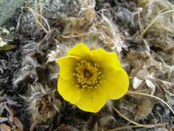 Image of glacier avens