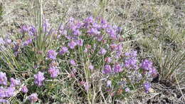 Image of tufted milkvetch