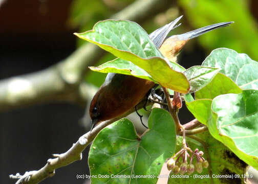 Image of Rufous-browed Conebill