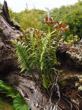 Image of Asplenium scleroprium Homb. & Jacq.