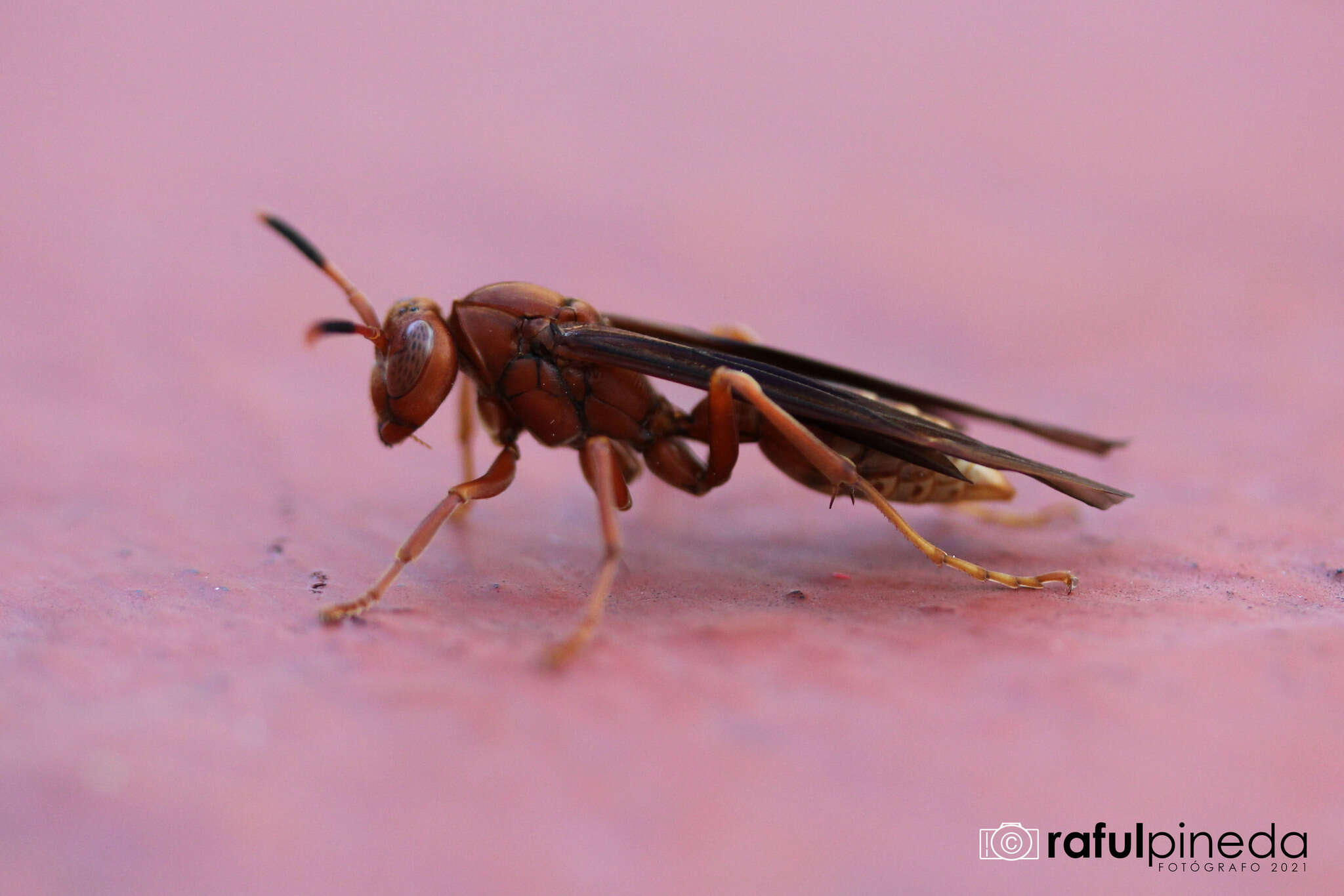 Image of Polistes mexicanus Bequard 1940